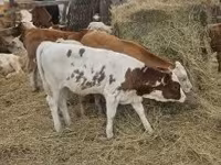 Bovinos (lote, sexo no especificado), Simmental cattle — foto 8
