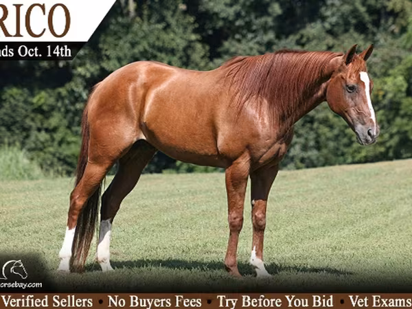Caballo, Quarter Horse