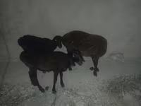 نعجة, Karakul sheep — الصورة 2