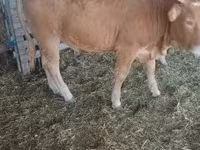 公牛, Limousin cow — 照片 4