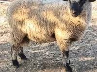 Baran, Shroshire sheep — zdjęcie 3