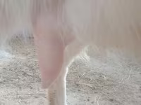 बकरी, Russian White goat — फ़ोटो 2