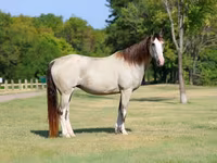 Stute, Skyros Pony — Foto 3