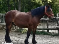 Horse (M), Horses — photo 3