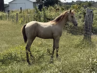 Cheval, Kentucky mountain daddle horse — photo 7