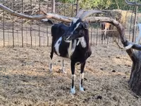 Dişi keçi, Toggenburg goat — foto 8