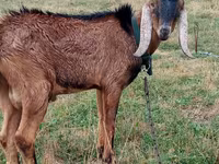 Billy Goat, Goats — photo 4