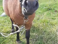 Kůň, American shetland pony — foto 2