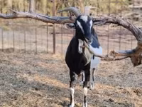 Dişi keçi, Toggenburg goat — foto 5