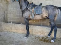 حصان, Arabian horse — الصورة 5