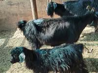 Bode, Cabras — foto 6