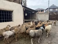 كبش, Rhon sheep — الصورة 8