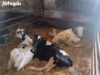 Bulle, Russian Black pied cattle — Foto 3