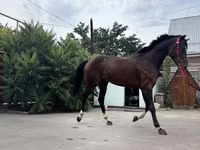 Hengst, Thoroughbred horse — Foto 3