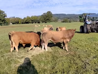 Toro, Aubrac cattle — foto 2