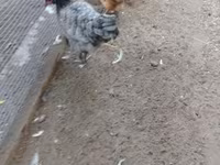 Danish hen — photo 1
