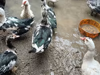 Ducks — Foto 1