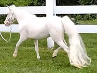 母马, Miniature horse — 照片 4