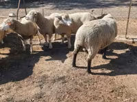 كبش, Ile-de-France sheep — الصورة 3