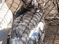 मुलार्ड — फ़ोटो 2