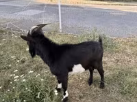 公山羊, Nigerian dwarf goats — 照片 2