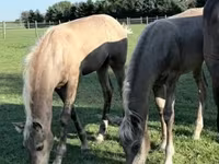 Cheval, Rocky Mountain Horse — photo 4
