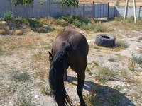 Jument, Skyros Pony — photo 4