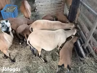 Schaf, Cameroon sheep — Foto 3