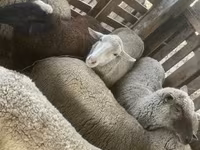Sheep, Blackheaded Persian sheep — photo 2