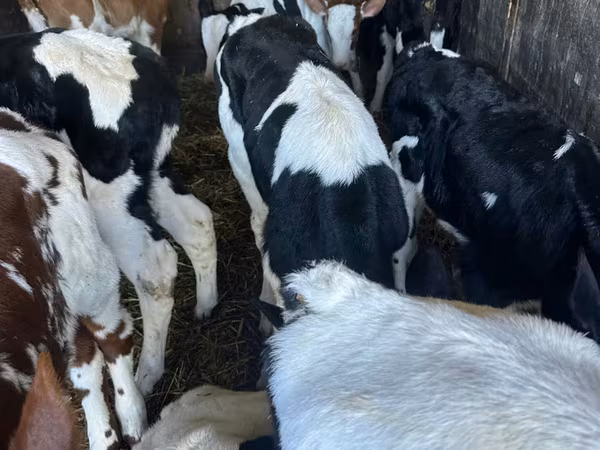 Byk, Russian Black pied cattle