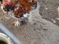 Pekin Bantam — zdjęcie 1