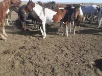 Koně (série, pohlaví neuvedeno), Horse breed — foto 5