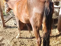 Stute, French Trotter — Foto 7