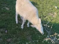 Goat, Russian White goat — photo 1