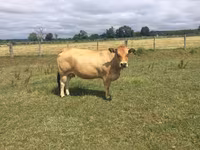 Vache, Partenaise cattle — photo 1