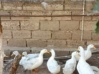 Ducks — zdjęcie 2