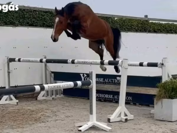 Horse (M), Horses