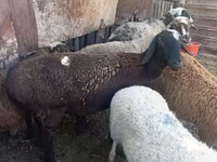 母羊, Rhon sheep — 照片 5