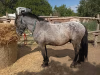 Cheval, Appaloosa — photo 2