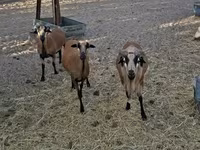 Carnero, Cameroon sheep — foto 3