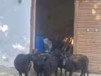 Schaf, Ouessant sheep — Foto 1