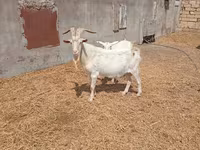 Boucs, Saanen goat — photo 2
