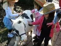 حصان, Miniature horse — الصورة 3