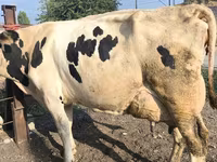 Krava, Swiss cattle — foto 3