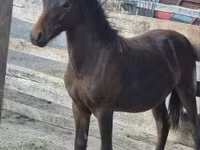 Horse (M), Welsh Cob — photo 3