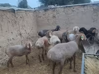 Oveja, Arashan sheep — foto 8