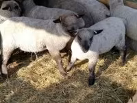 भेड़, Shroshire sheep — फ़ोटो 1