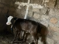 Vache, Bovins — photo 4