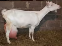 Ziege, Saanen goat — Foto 2