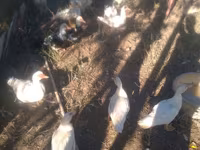 Canard musqué domestique — photo 3